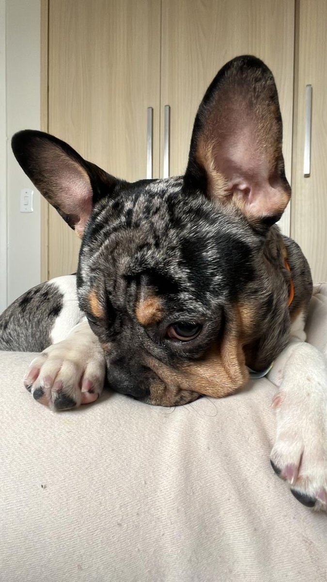 Pima.rec tweet media