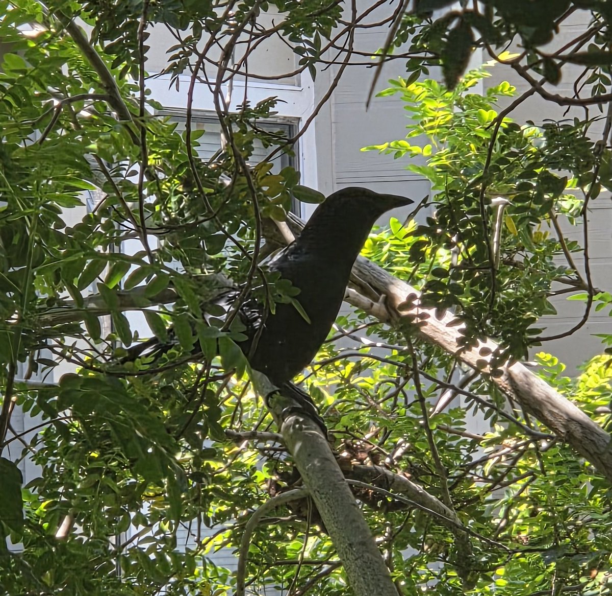 Actually_Tina_Fanfest_Bound_FFXIV tweet media