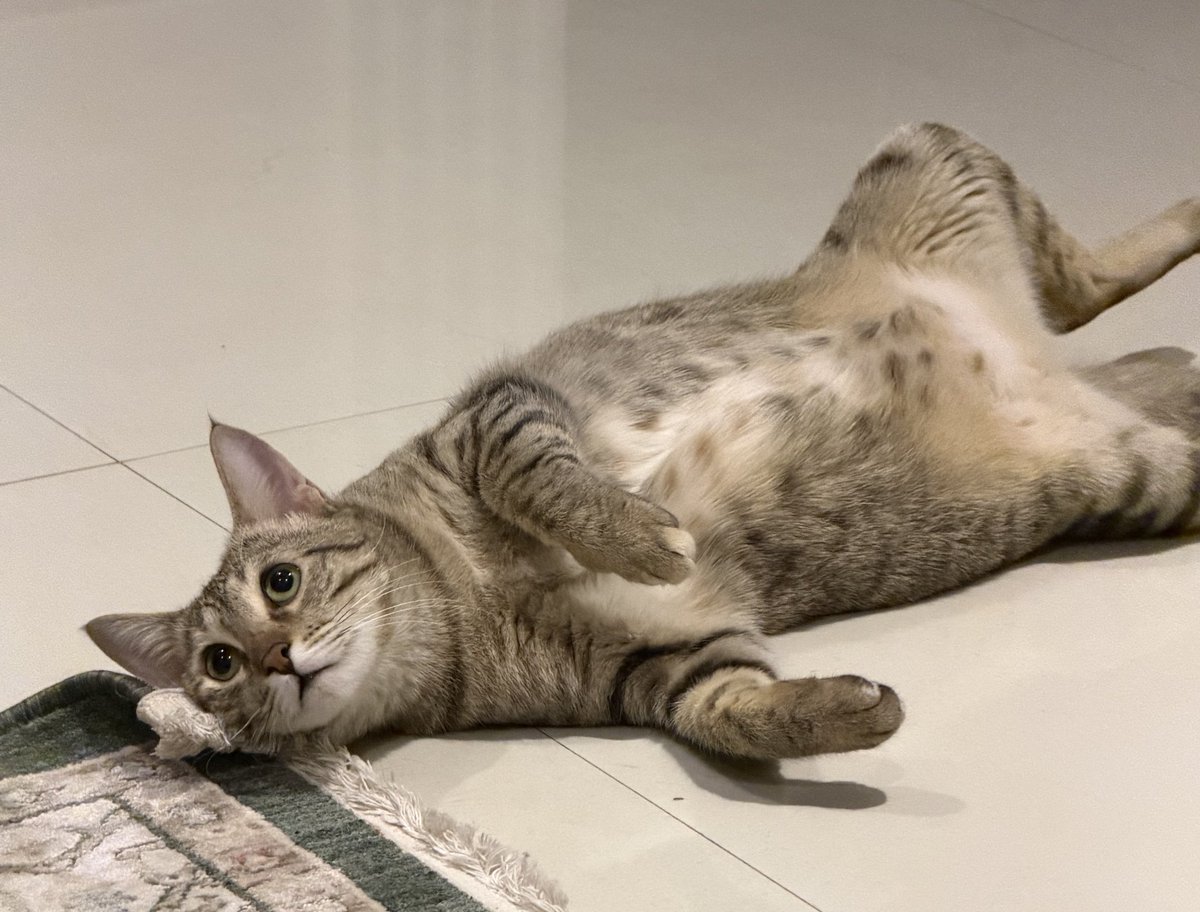 الهنوف المديني tweet media