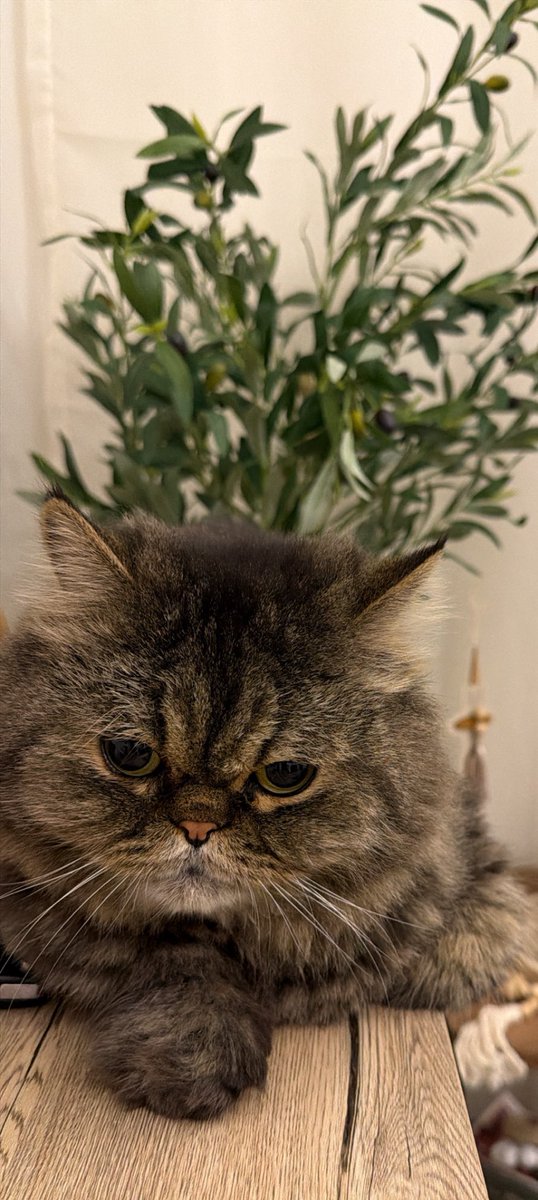 الهنوف المديني tweet media