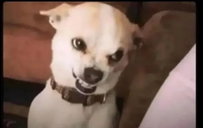 Billy Nesh tweet media