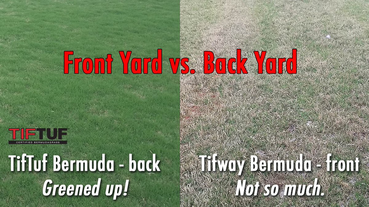 TifTuf Turfgrass - Official Account tweet media