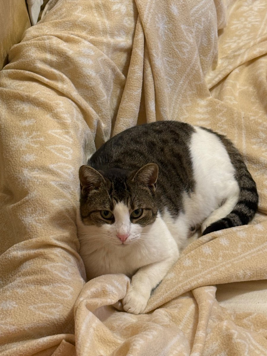 アンドロイドのお姉さん tweet media