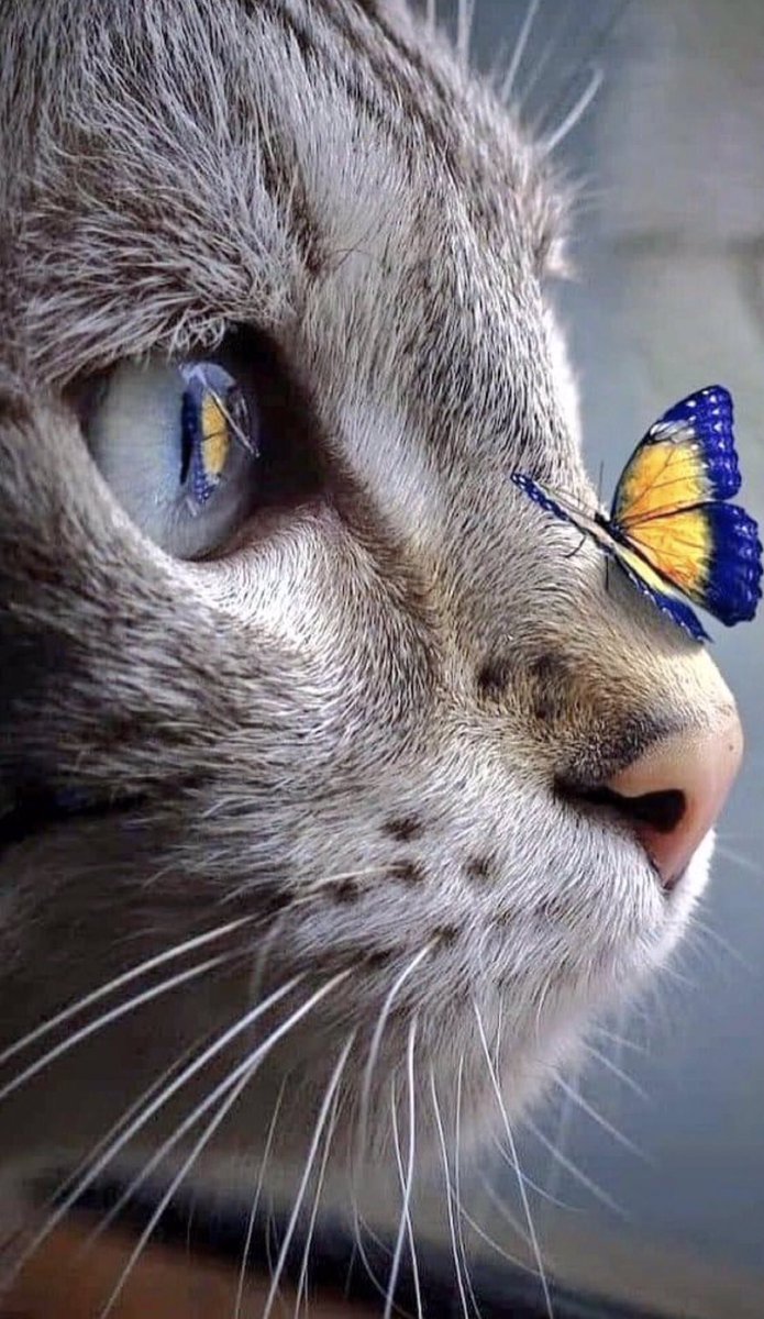 <a href="/MissionArtist/">Corby Zone</a> <a href="/grayphil27/">Grayphil</a> <a href="/rancid_fella/">LostFella</a> <a href="/mustavalo/">Fella KABOOM 🇫🇮🇺🇦🏴‍☠️</a> <a href="/earphorny/">ً</a> <a href="/markcfagan/">Mark #NAFO🇮🇪 🇺🇦 🇪🇺🇵🇸🇪🇸💙</a> <a href="/WaferThinMint__/">Rick Fella</a> <a href="/CormacS63/">Cormac Smith 🇮🇪🇬🇧🇺🇦🇪🇺🏳️‍🌈</a> <a href="/BonnRyn/">mortifiedنcentrist</a> <a href="/RusalkaNYC/">Rusalka 🇺🇦🌻👩‍🎓📚🗽🌃🌌</a> <a href="/Raoc85005619/">Hanka R. OFAN</a> <a href="/nafofellaLFC/">Billy 🇺🇦🇬🇧</a> <a href="/Error404GaryB/">Veritas Vera</a> <a href="/blownapart17958/">permafrost fella (nafoleon)🇳🇱🇬🇧🇪🇪🇫🇮🇺🇦🇳</a> <a href="/drexweib/">drexweib</a> <a href="/ZuluGhost07/">ZuluGhost</a> <a href="/WillemFella/">Justanother Fella</a> <a href="/StuBainFlies/">Bonker 33</a> Welcome to all the new fellas 🎉❤️‍🔥