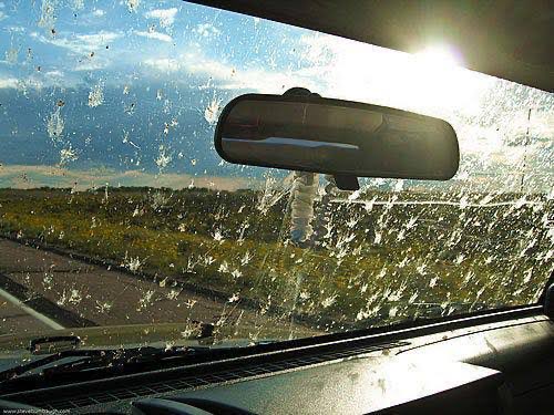 TheHitMan1776's tweet photo. @MAVERIC68078049 It’s funny how we say “a bug hit my windshield” when we are the ones going 70 mph. 

I bet the bug’s family describes it differently. https://t.co/iqt1gef1lG