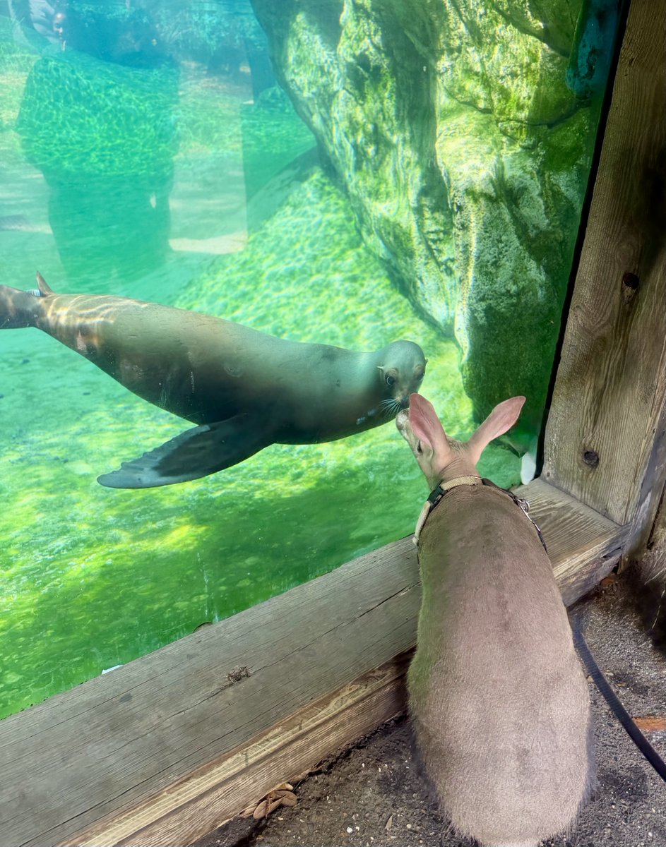 Audubon Nature Institute tweet media