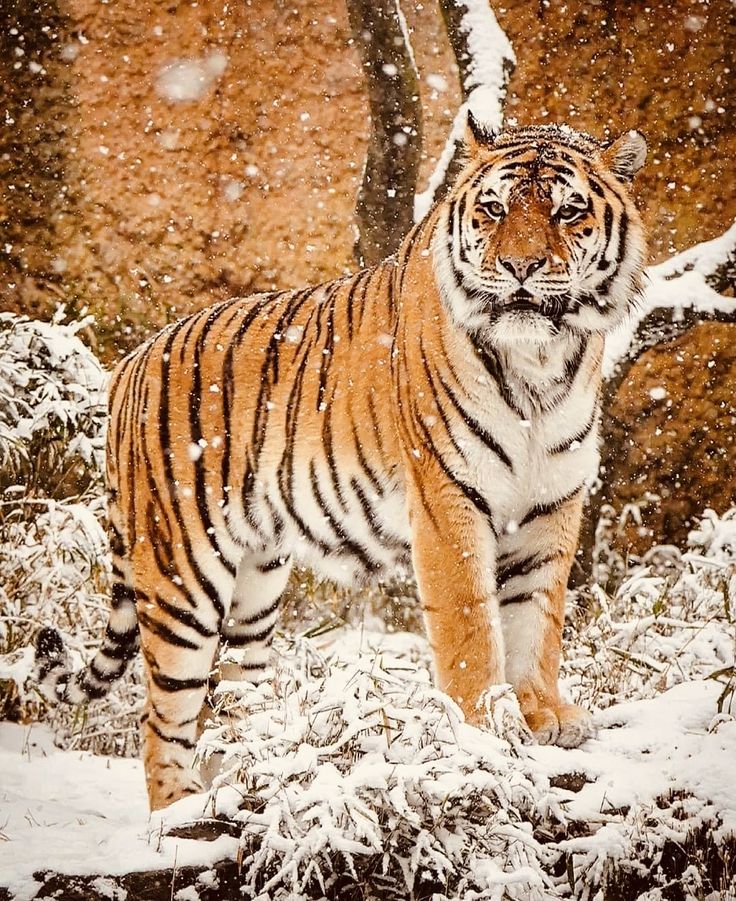 IT'S LION AND TIGERS WORLD tweet media