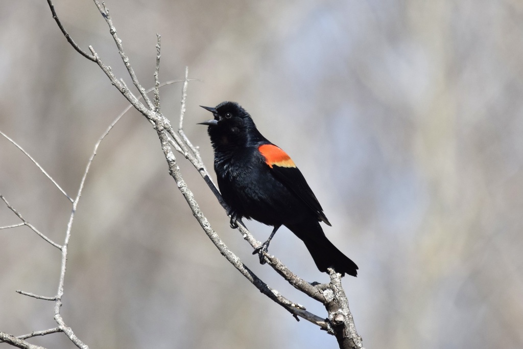 Algonquin Provincial Park tweet media