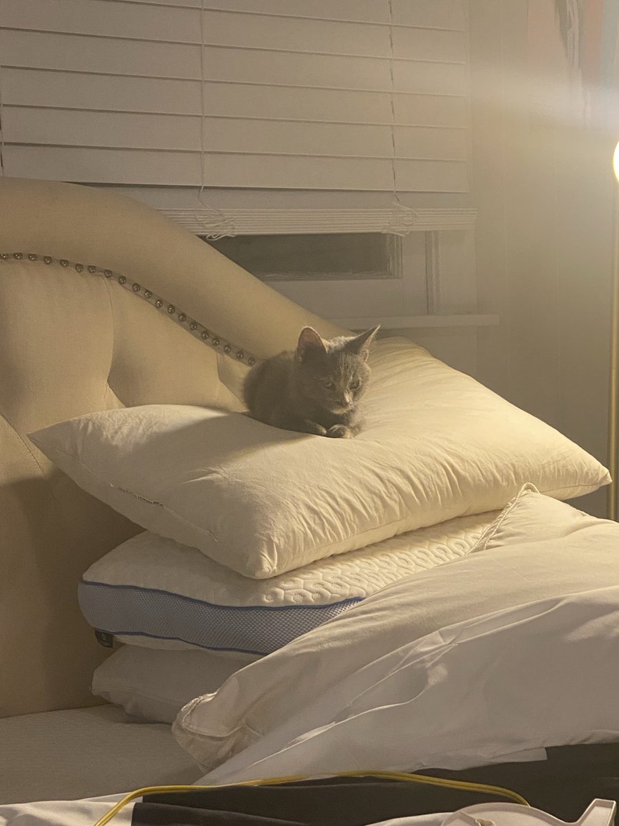 brain dump tweet media