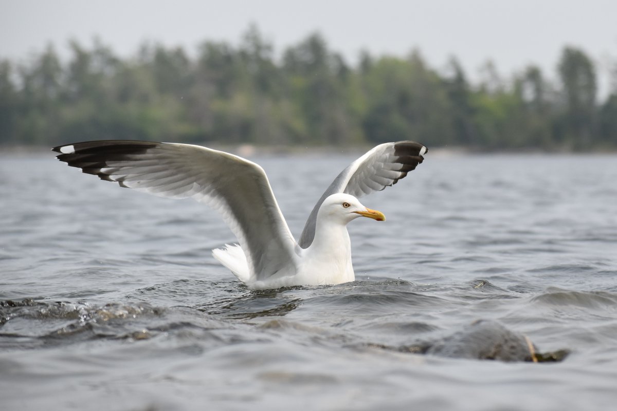 Algonquin Provincial Park tweet media