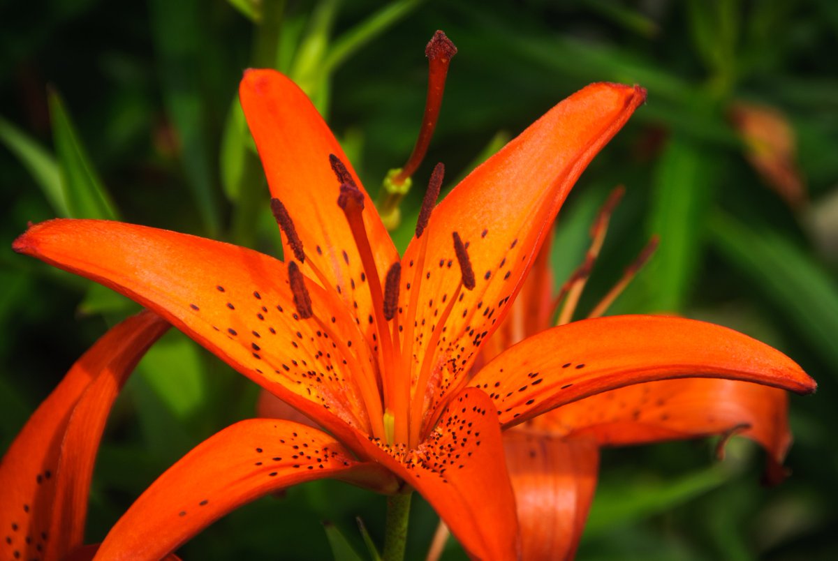 Kitsune Women’s Wrestling tweet media