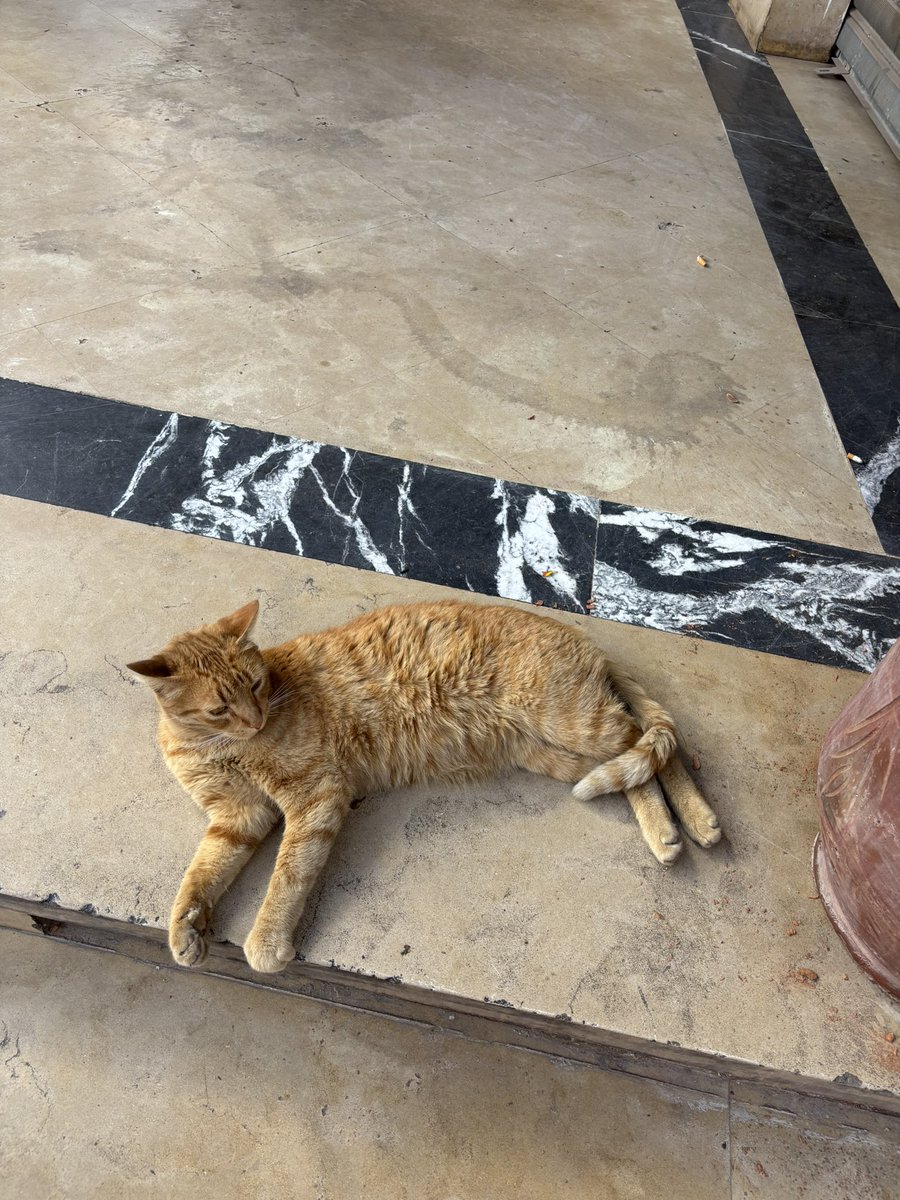 ༻♡༺ tweet media