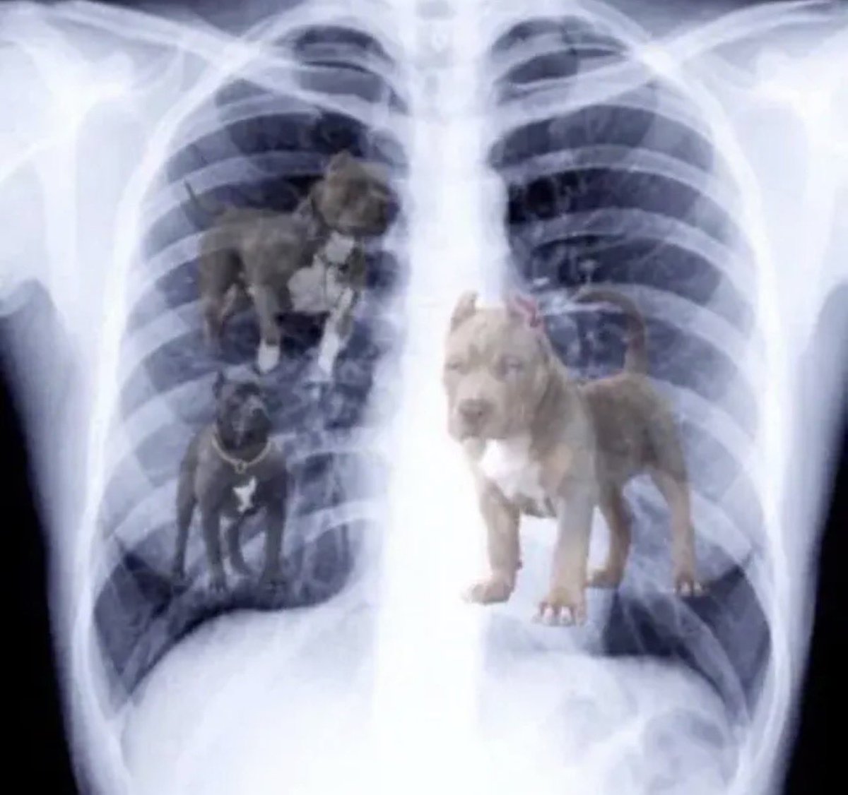 br_betting tweet media