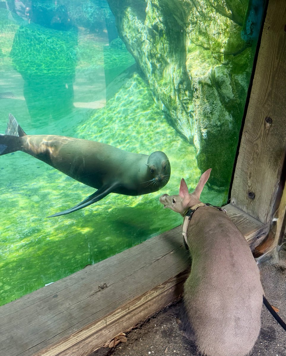 Audubon Nature Institute tweet media