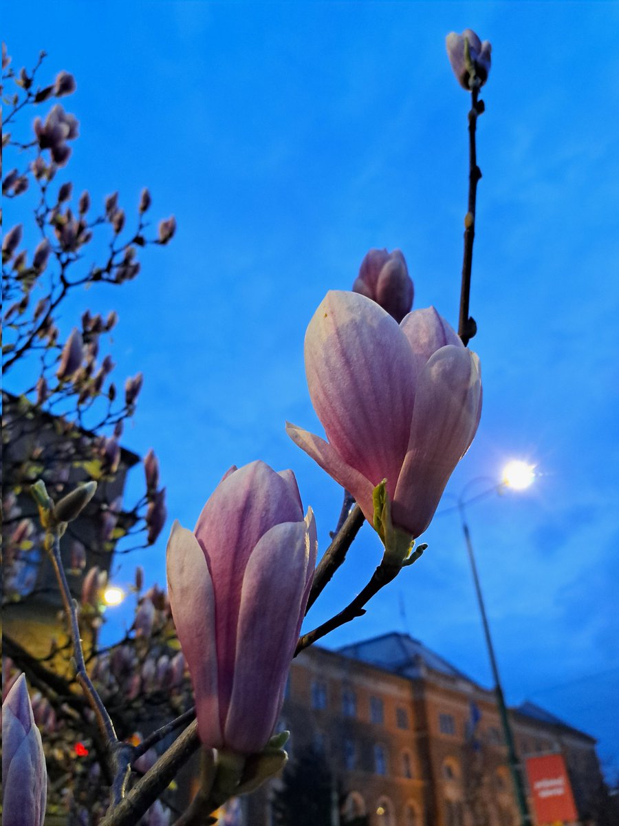 Icy / Ajsela Vidovic tweet media