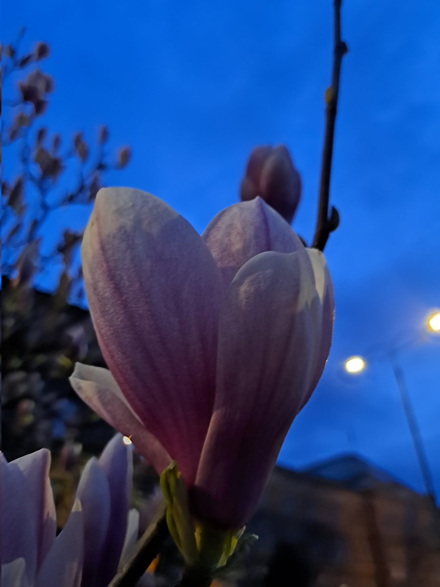 Icy / Ajsela Vidovic tweet media