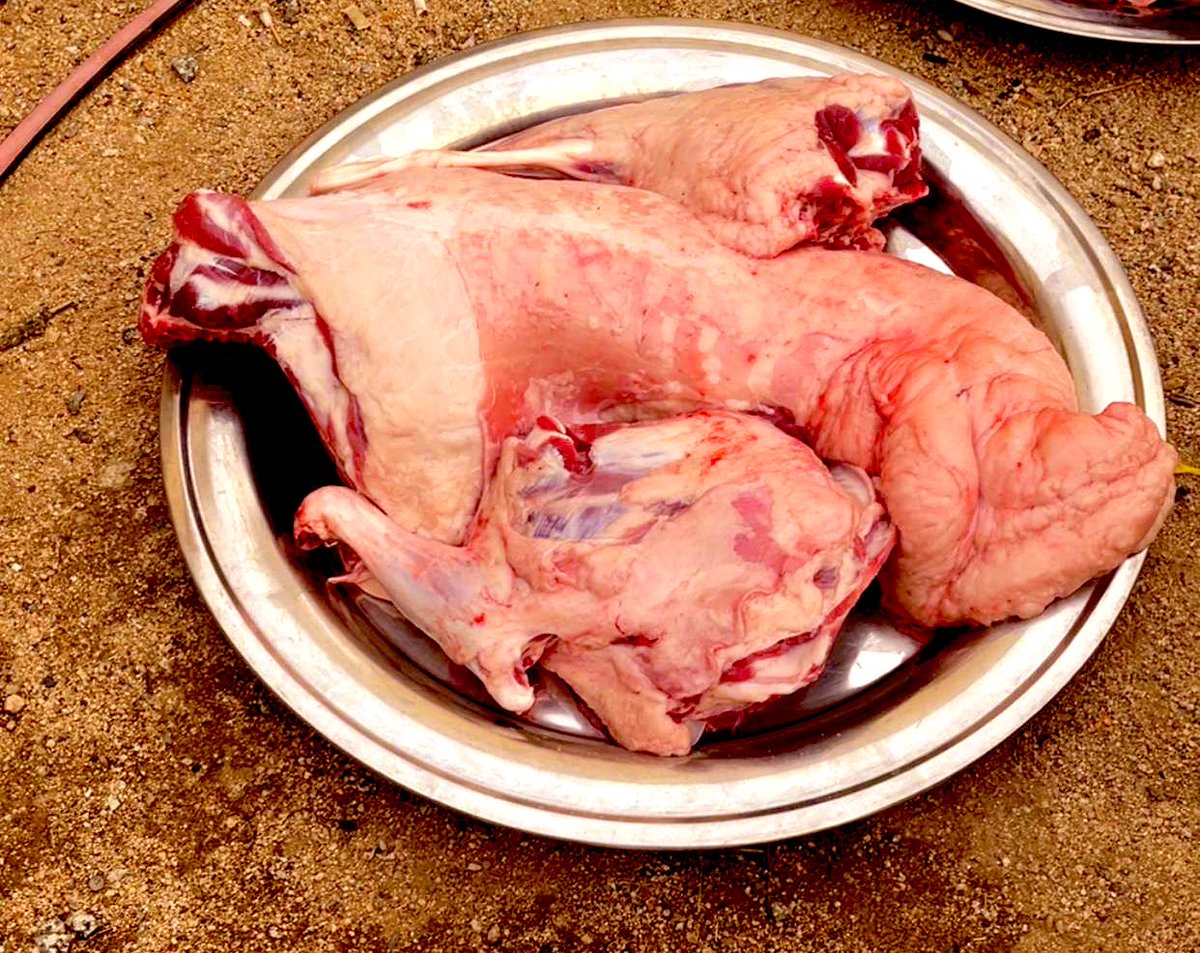 حمود بن عايش بن حامد المطرفي الهذلي tweet media