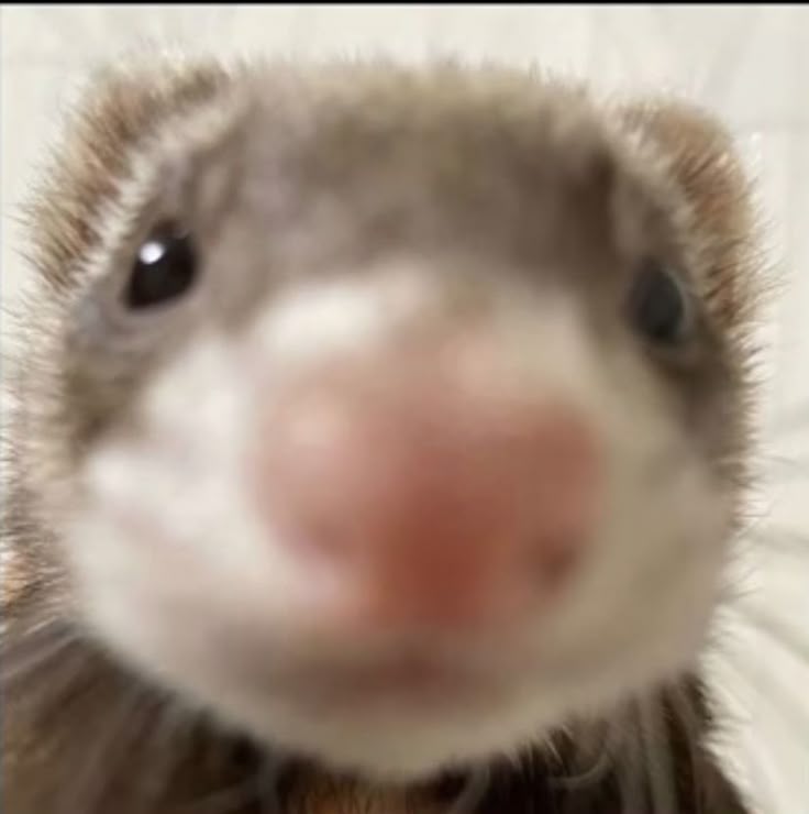 ˚.◜carꙨ ◟☆ tweet media