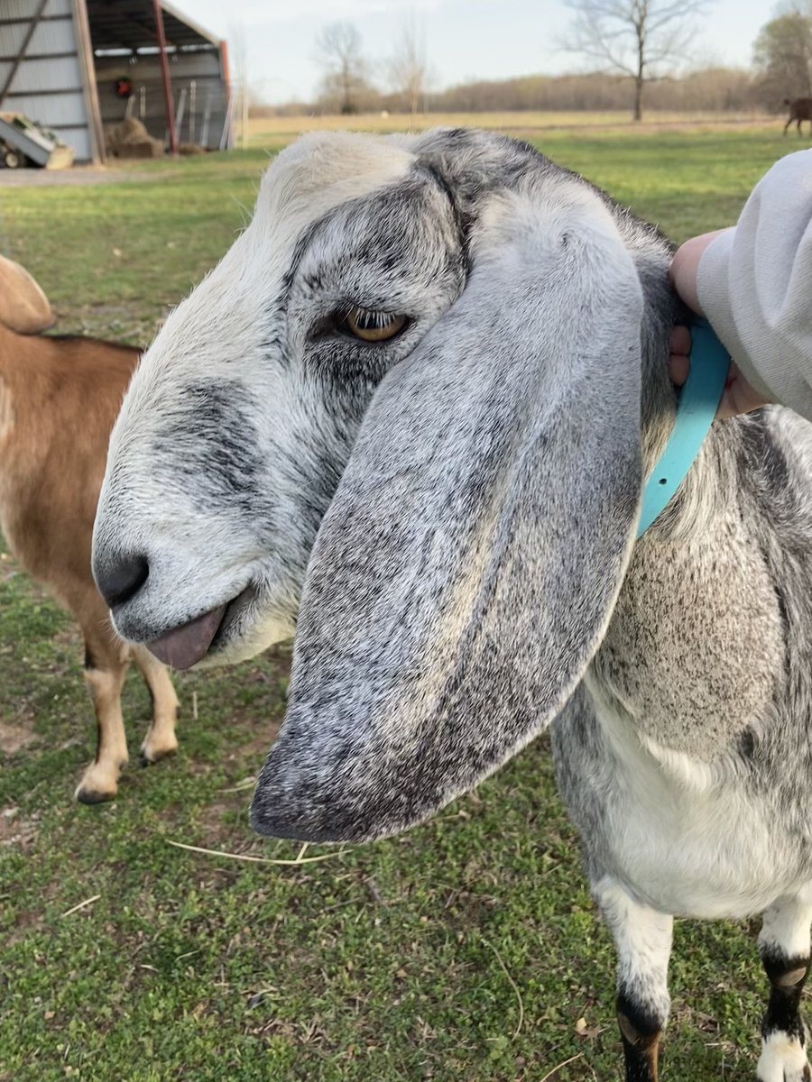 Lamb / Airy 🐑🪶🔜 TFF tweet media