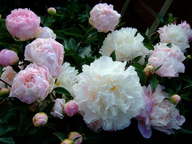 Lily ✮⋆˙ tweet media