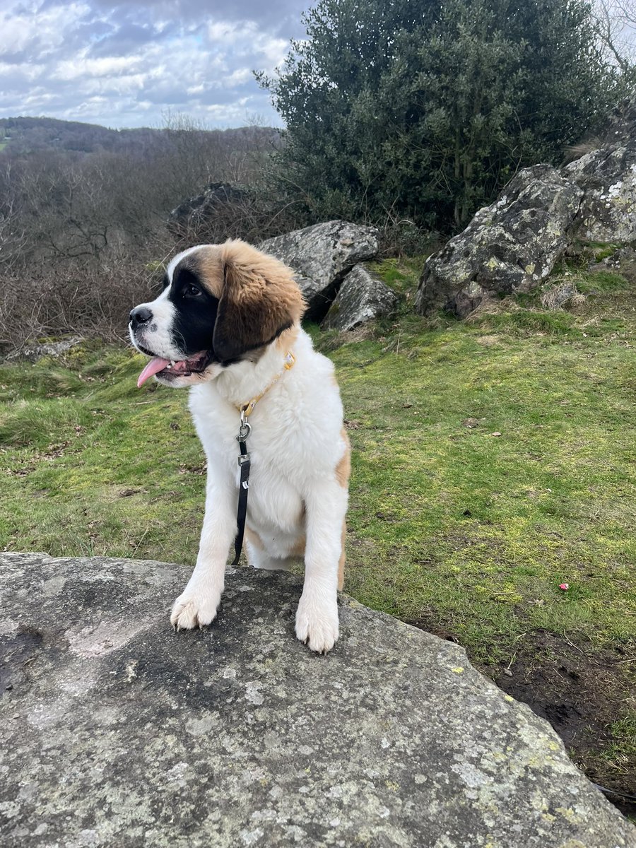 Restore Leicester tweet media