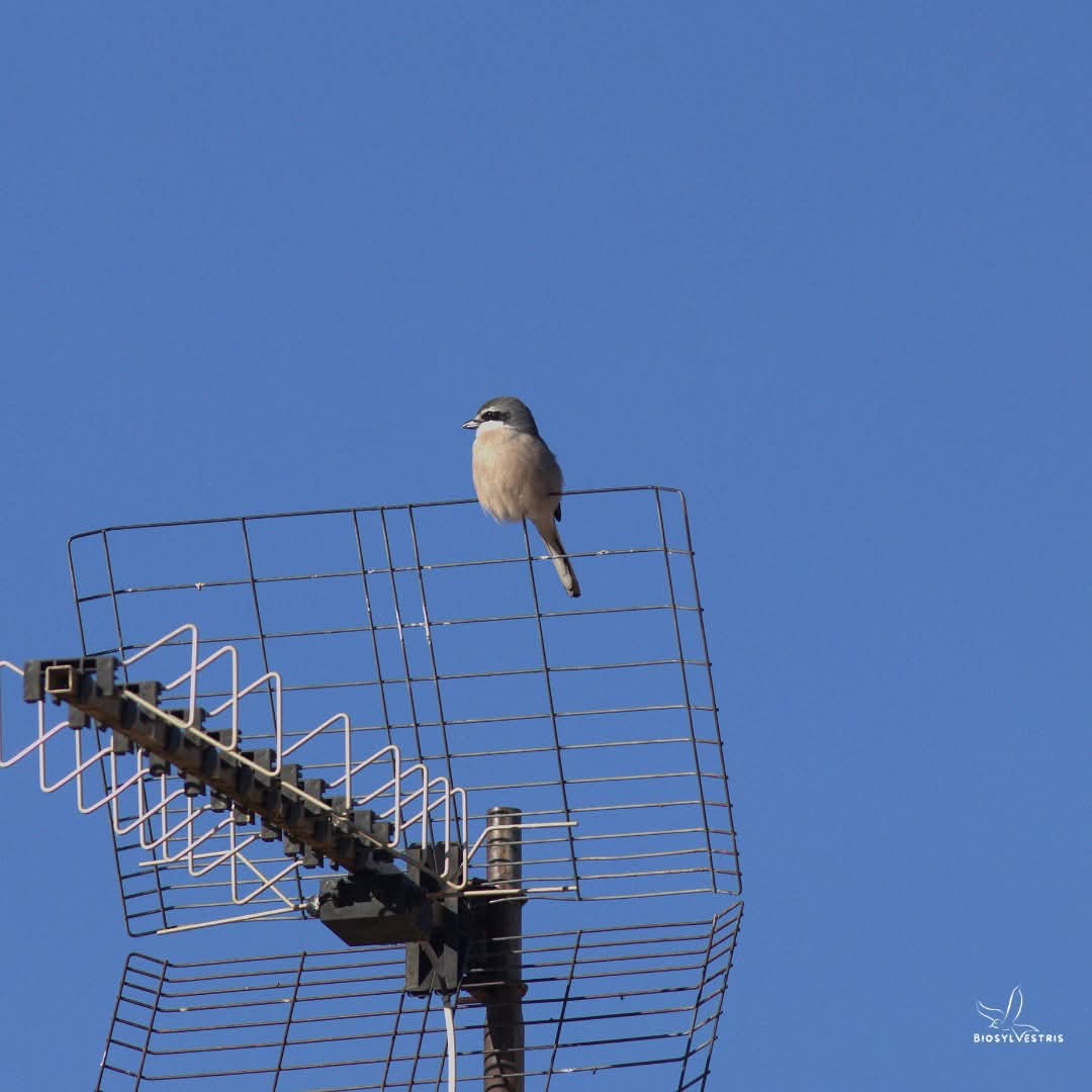 biosylvestris's tweet photo. En los solares abandonados de los pueblos llegan a crecer zarzas, retamas, frutales e incluso árboles ornamentales, que albergan biodiversidad y son el refugio de muchas aves 🪺

Prueba de ello, un pajarillo que anhela con ser rapaz, se ha dado cuenta: el alcaudón real. https://t.co/YHski4MbMs