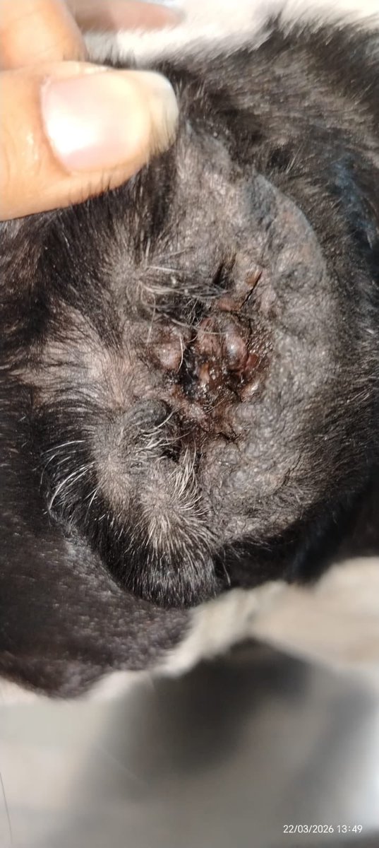 Pao Peralta 🐶 Rescatando Perritos 🇵🇪 tweet media