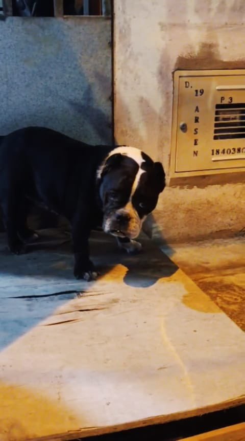 Pao Peralta 🐶 Rescatando Perritos 🇵🇪 tweet media