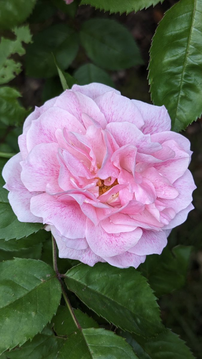 <a href="/JeanMarieGHIBAU/">Jean-Marie GHIBAUDO ☨ 🇨🇵</a> <a href="/Scorpionnella7/">Bellhennascorpelectra</a> 🦂❤️ Comme un air de ressemblance avec mon rosier "Domaine de Courson"
Merci beaucoup 😙😘