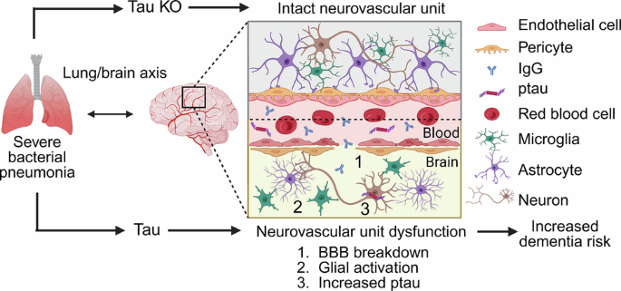 Communications Biology tweet media