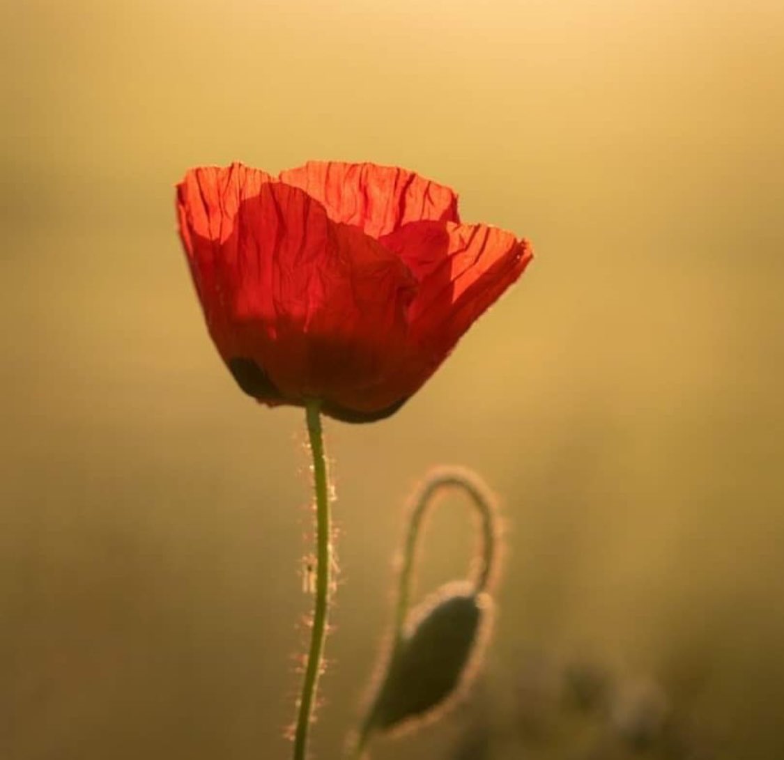 #ElkeDagEenBloem #klaproos <a href="/wbos54/">Willy Bos 🦋</a>