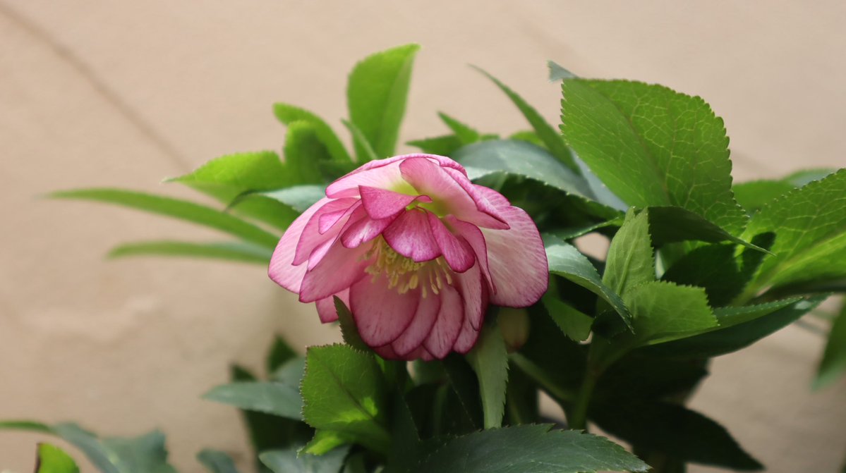 ムラサキノハナ👾 tweet media