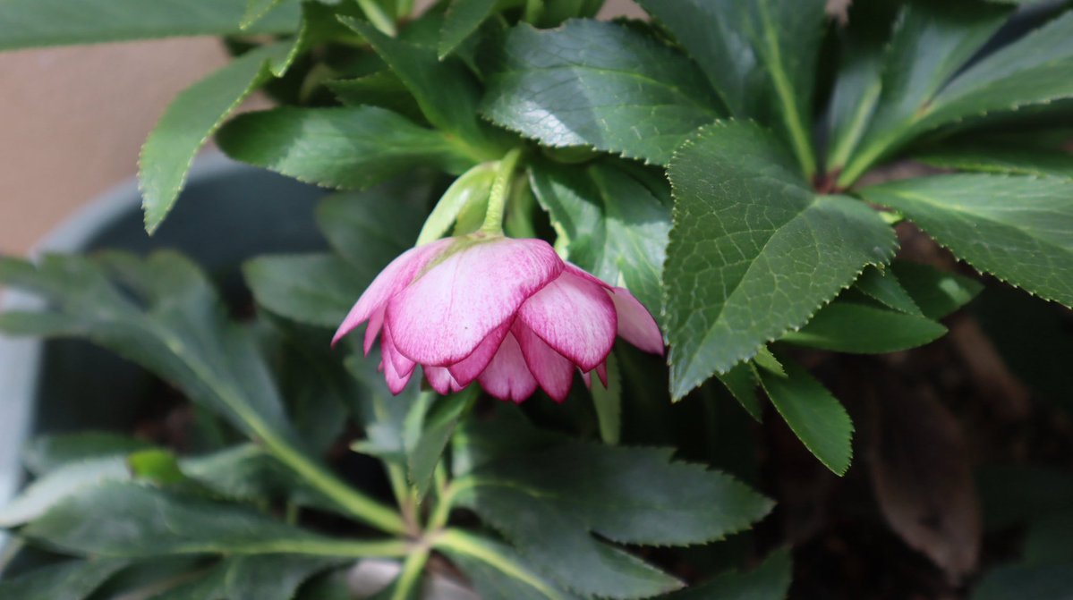 ムラサキノハナ👾 tweet media