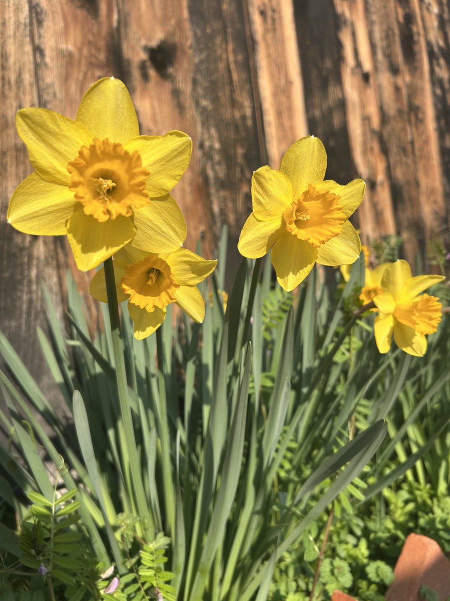 アンシャーリー👩🏻‍🦰❤️🌈🍀 tweet media