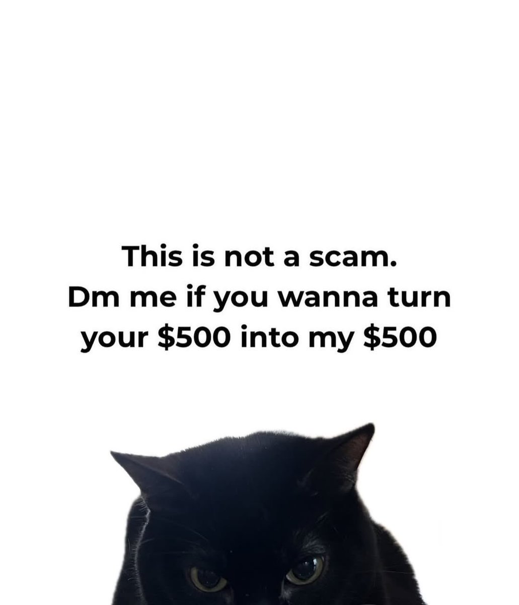 LiterallyMeCats tweet media