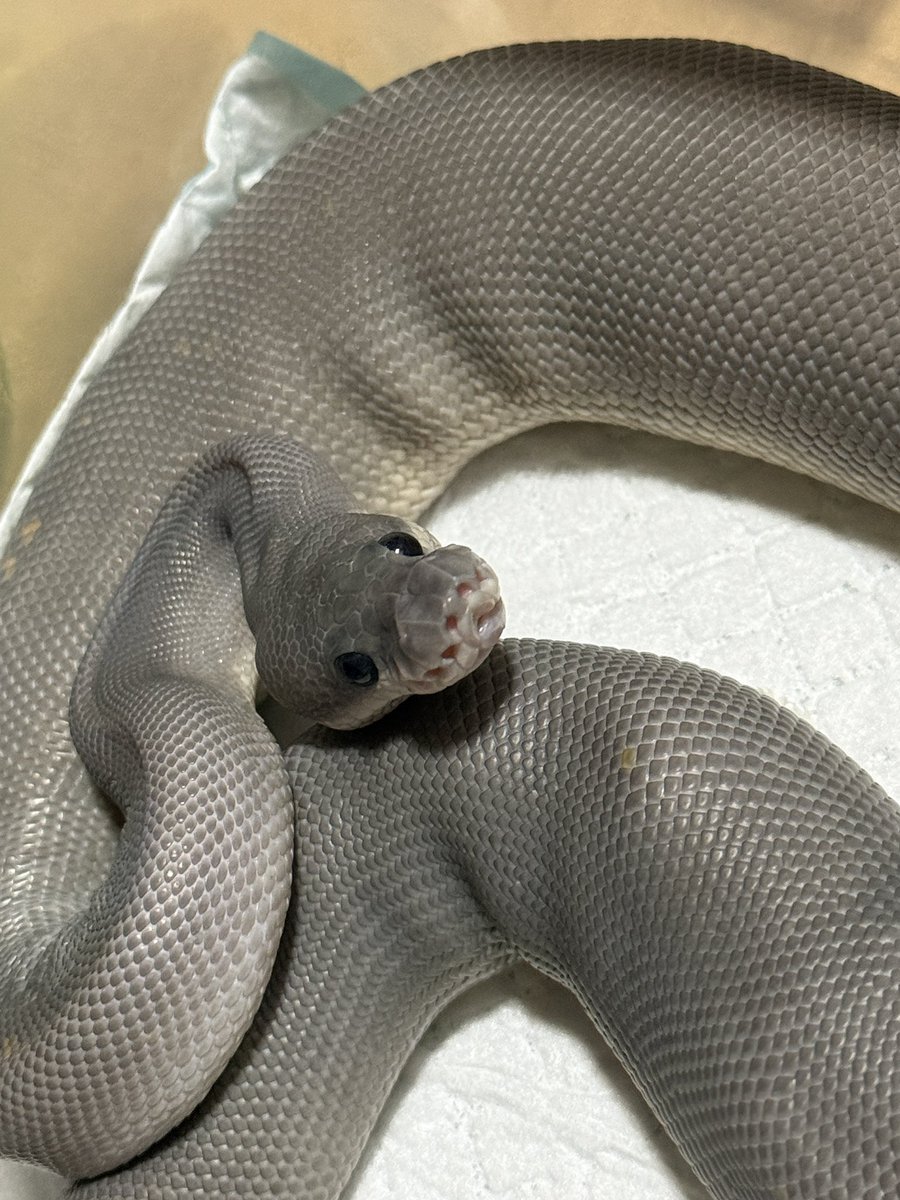 なまこ tweet media