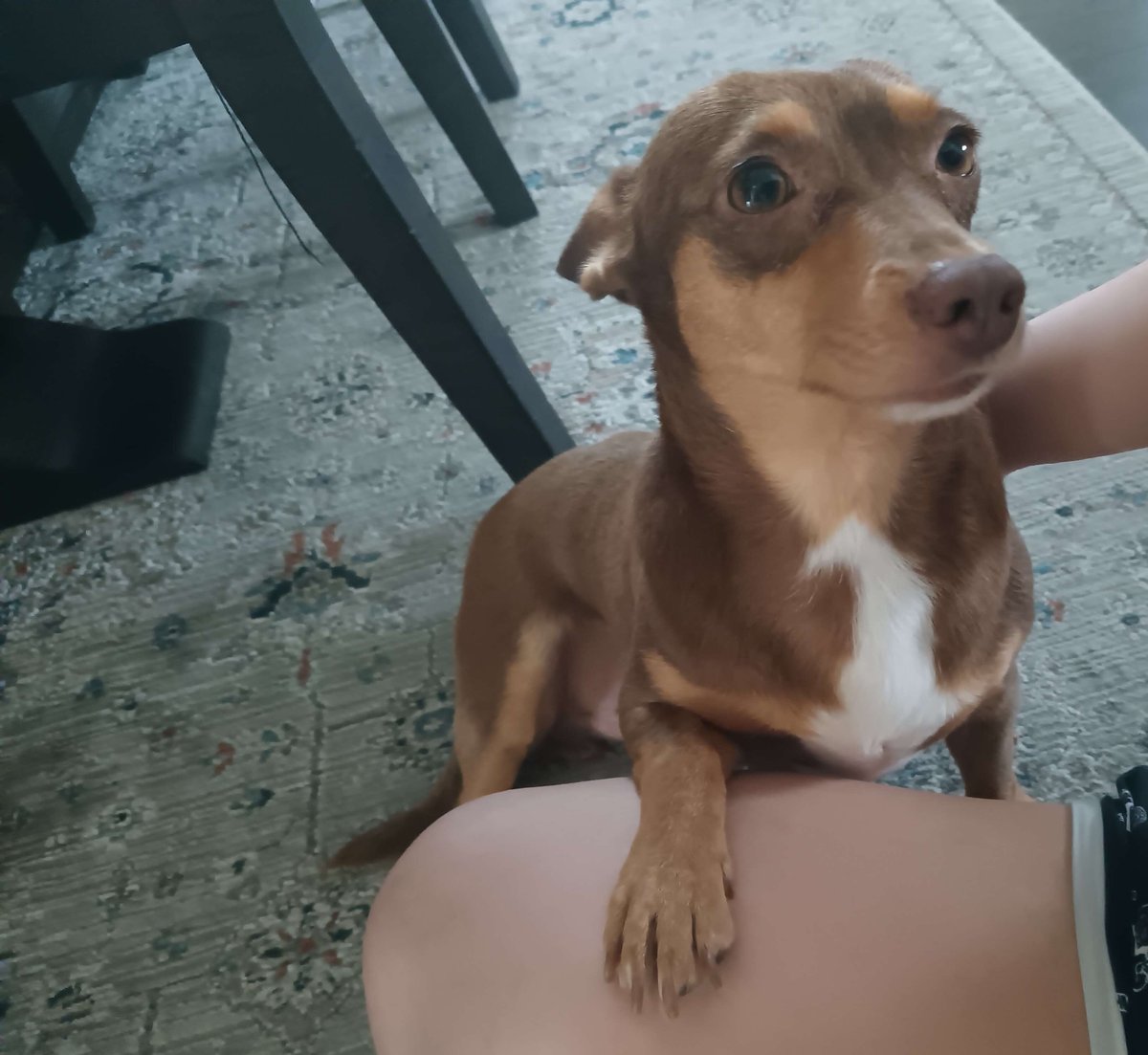 Bucky_Enjoyer's tweet photo. newer pics of Churro for my pinned tweet 🌸 https://t.co/krNJtkTDGC