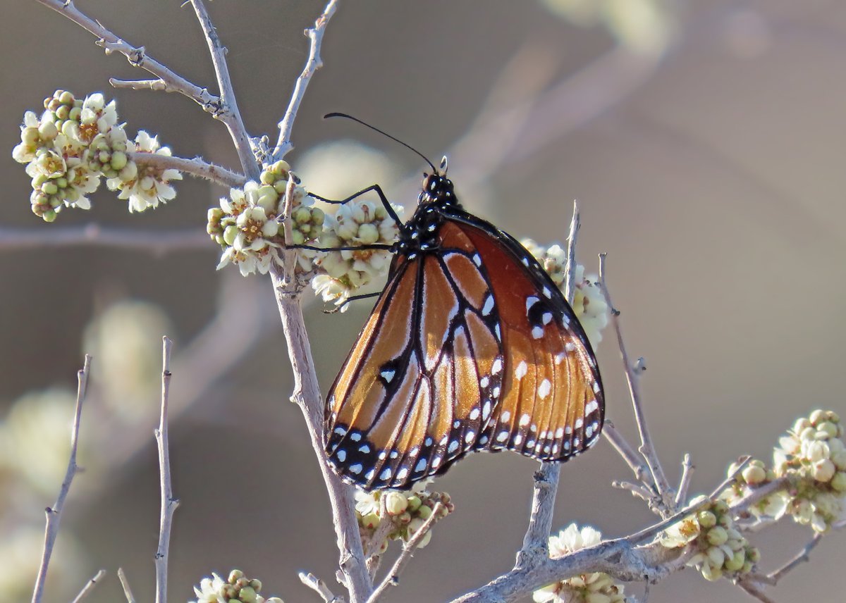 Robert P. Rowley tweet media