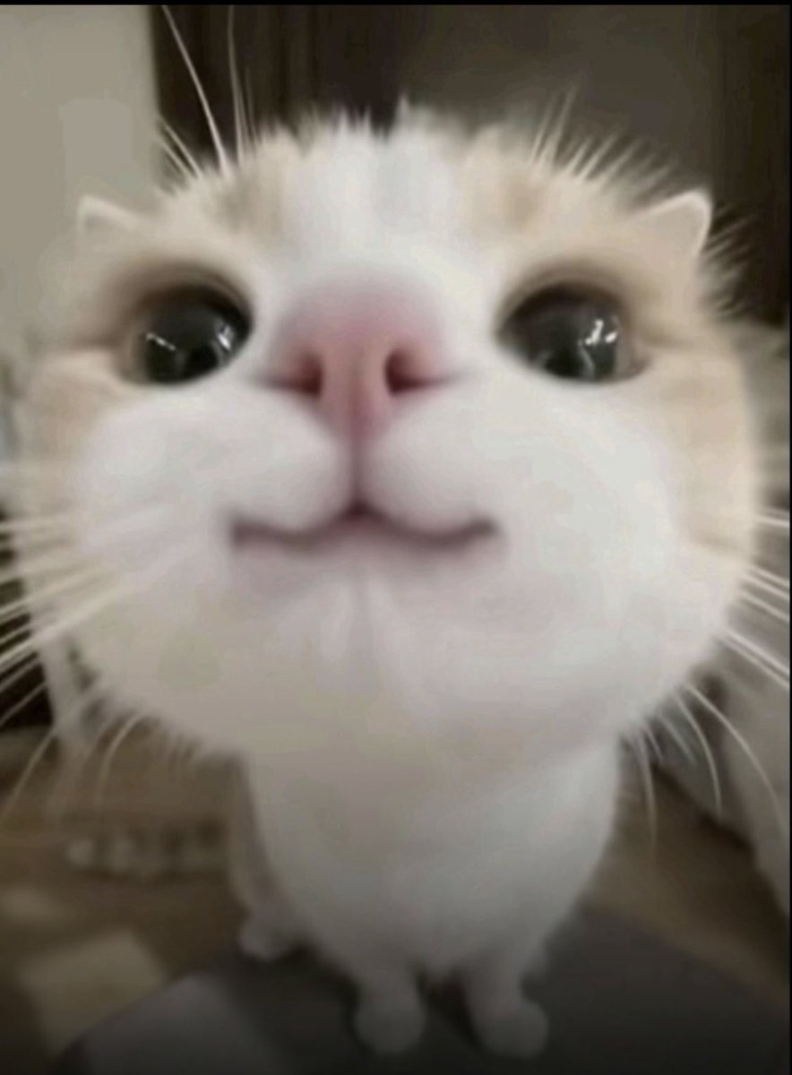 fen 🐢 tweet media