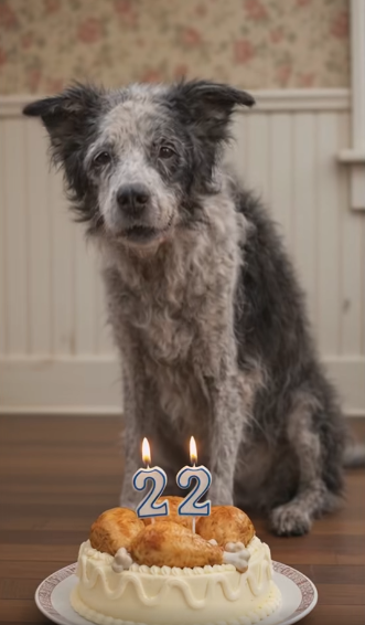 Tweets of Dogs tweet media