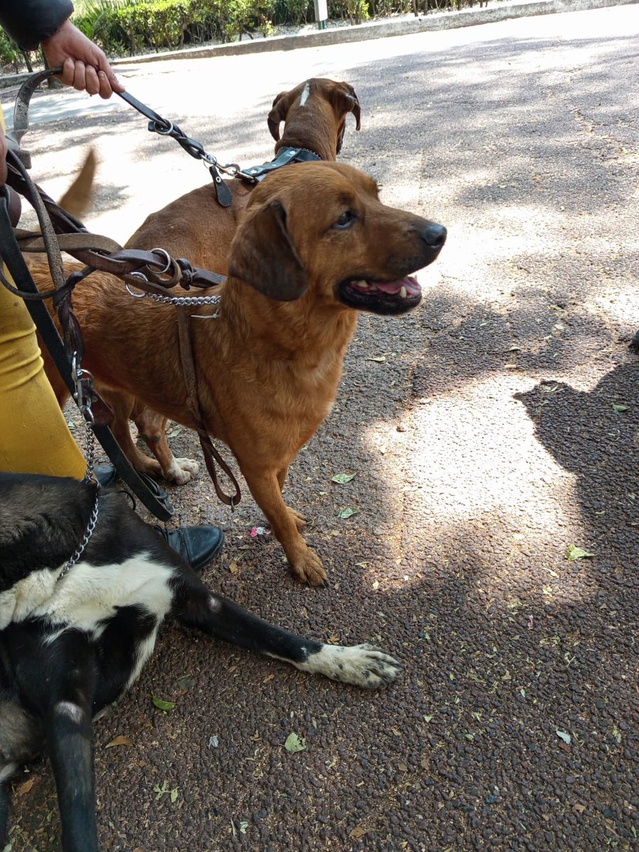 𝙷𝚎𝚕𝚊 𝙼𝚘𝚛𝚎 🐶 tweet media