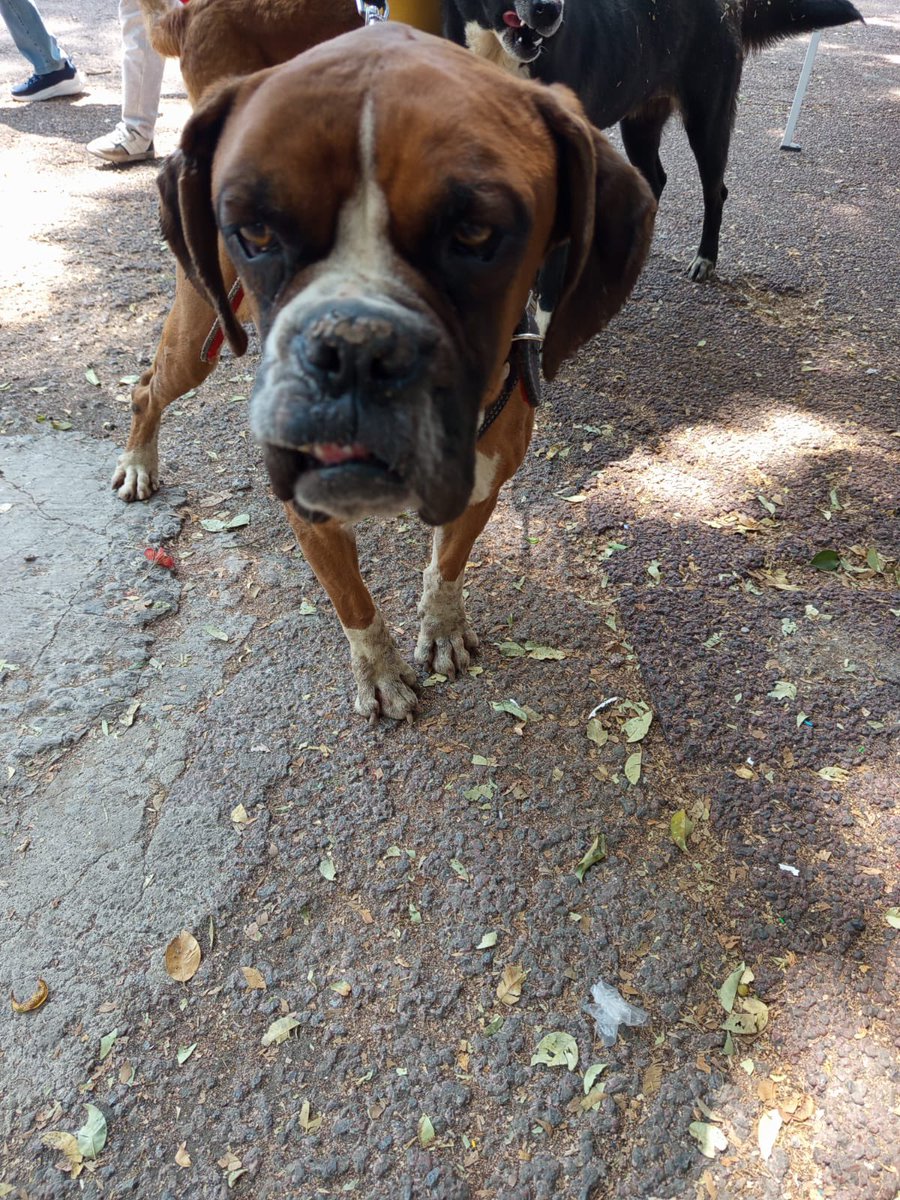 𝙷𝚎𝚕𝚊 𝙼𝚘𝚛𝚎 🐶 tweet media