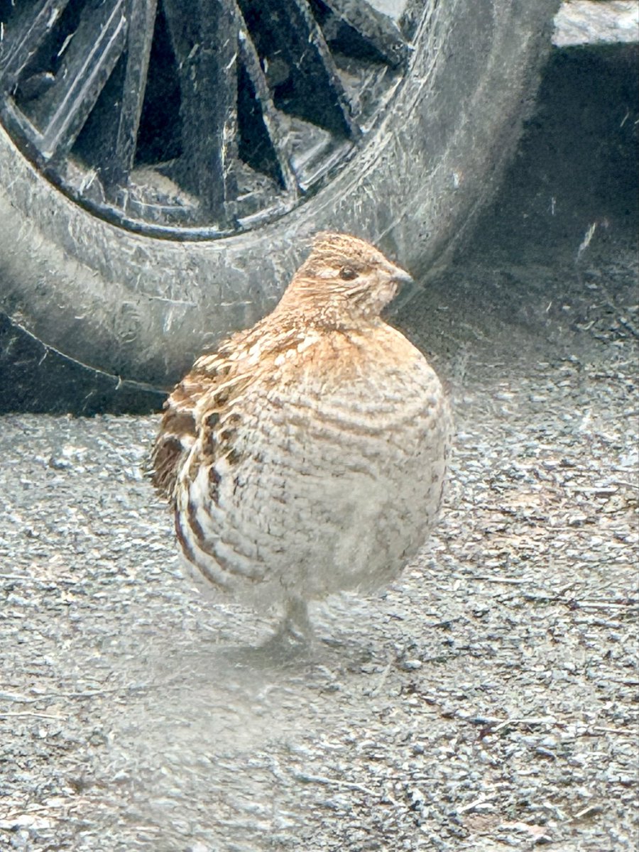 Dockside Billy tweet media