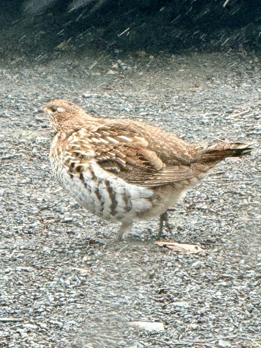 Dockside Billy tweet media