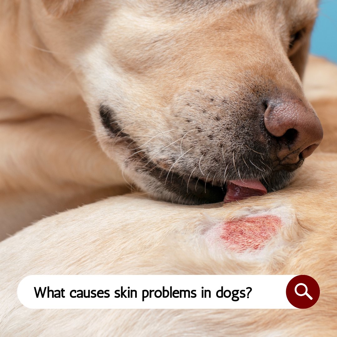 InglesideVets's tweet photo. Skin issues in dogs can have many causes, from allergies and parasites to food or environmental sensitivities. Monitor your dog’s skin health and consult your veterinarian if you notice any changes! 🐕 #DogCare #PetHealth #VeterinaryDermatology https://t.co/Z3a5DQ0Y2F