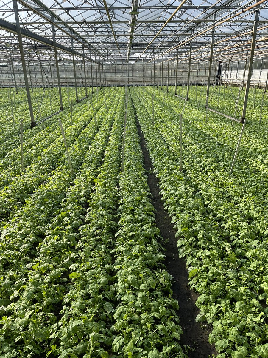 Hans Hendriks tweet media