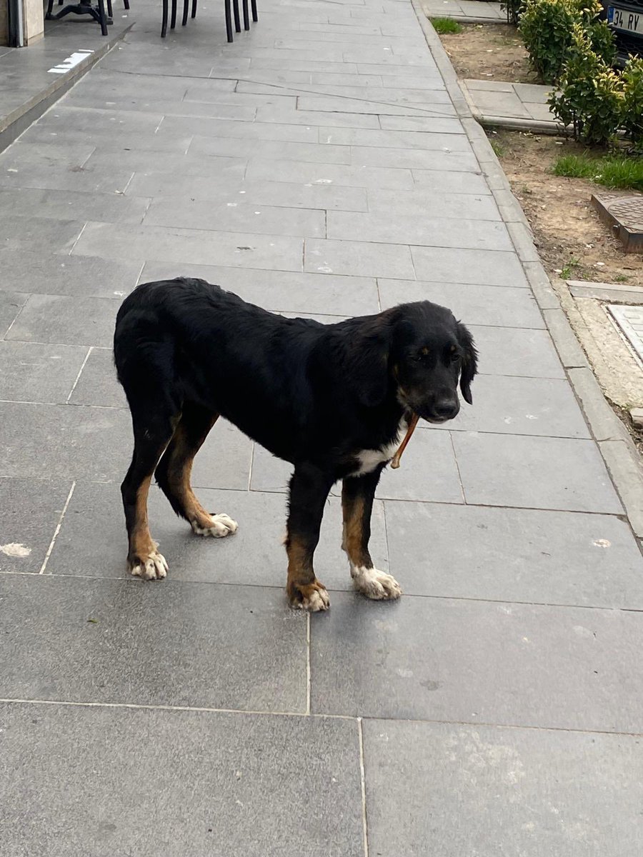 üşüyor diye barınağa verilmiş
şaka gibisiniz gerçekten 
barınakta kafeste hiç üşümez alttan ısıtmalı odalar var orda sanki
acil bir yuva arıyoruz
pamuk şeker gibi bir kız
istanbul