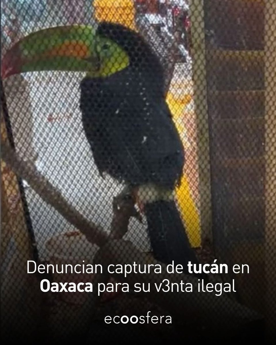 ecoosfera tweet media