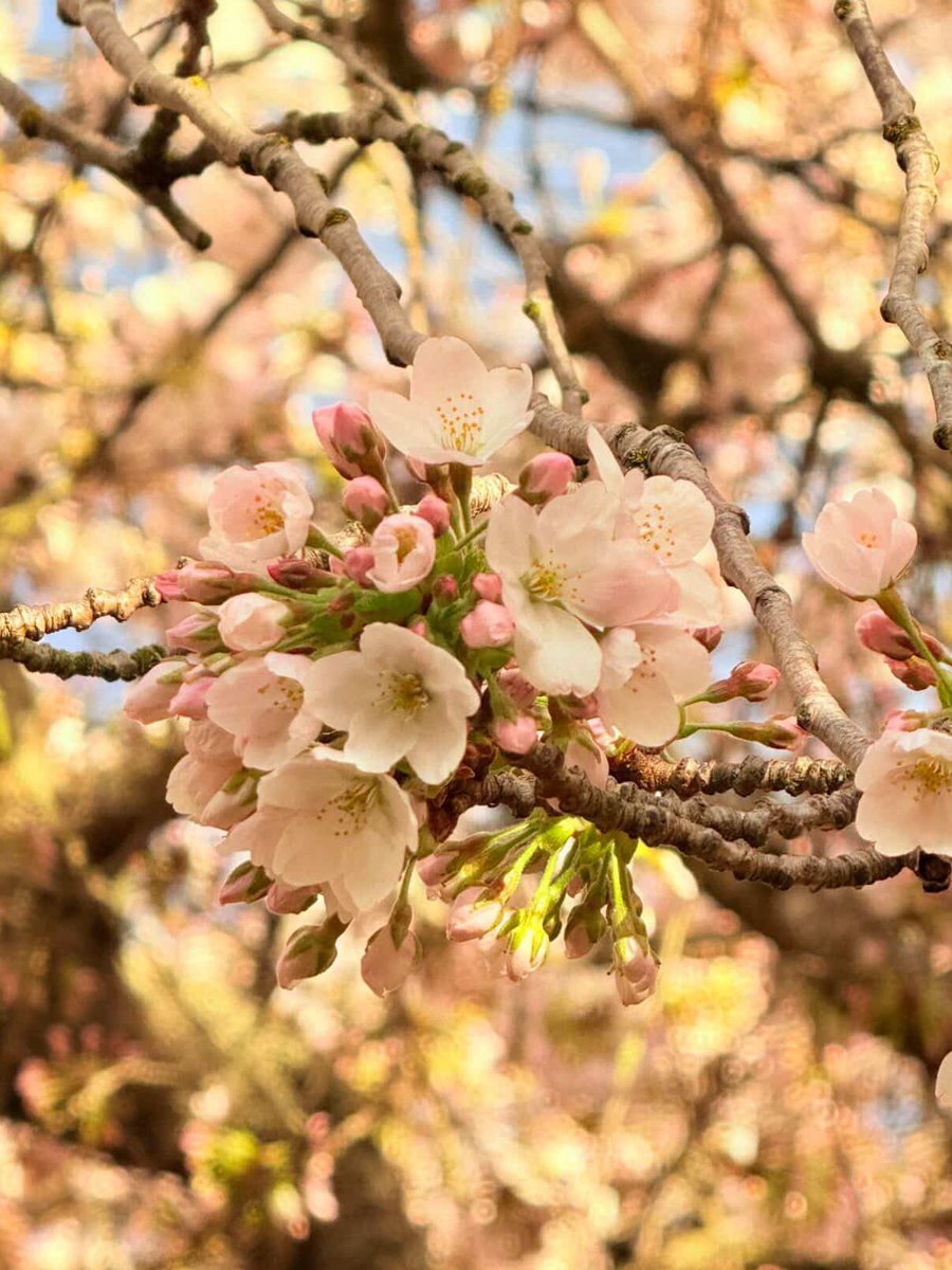UW Cherry Blossoms tweet media