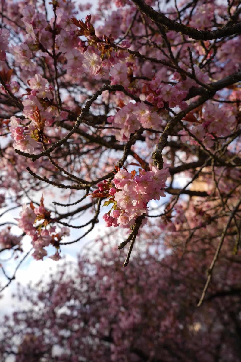 UW Cherry Blossoms tweet media